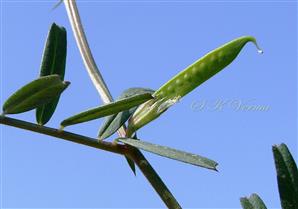  Legume